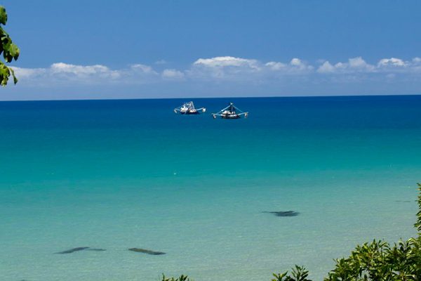 Daintree tour cape tribulation