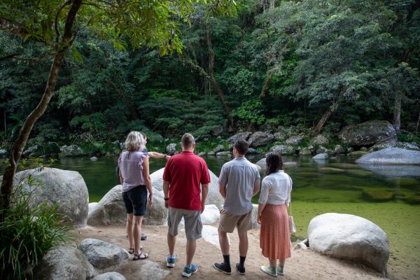 Daintree Tours Rainforest